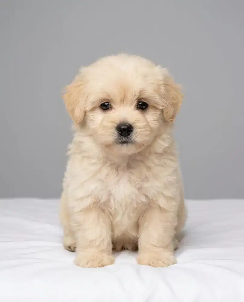 Jual murah maltipo jntan