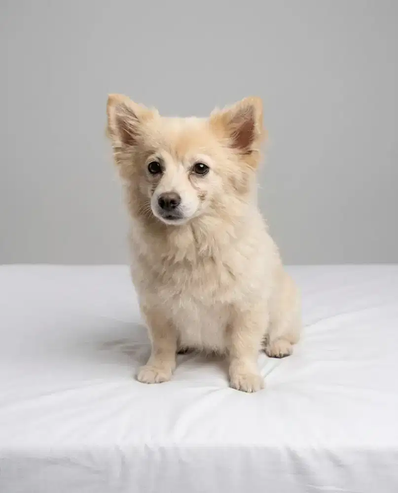 Jual murah kini pom 2 bulan