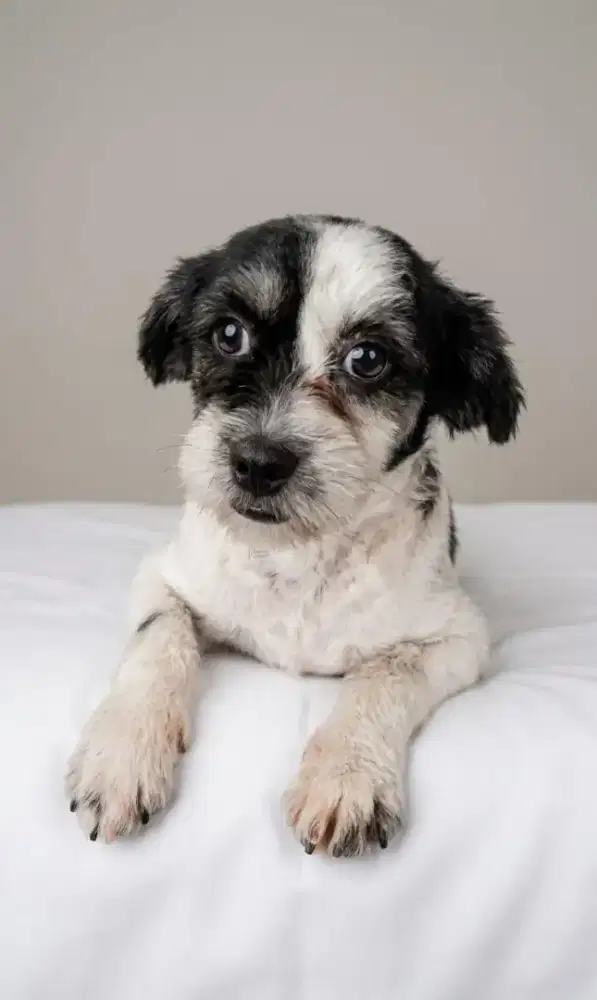 Jual murah anjing mix