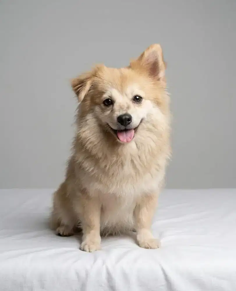 Jual murah anakan pom