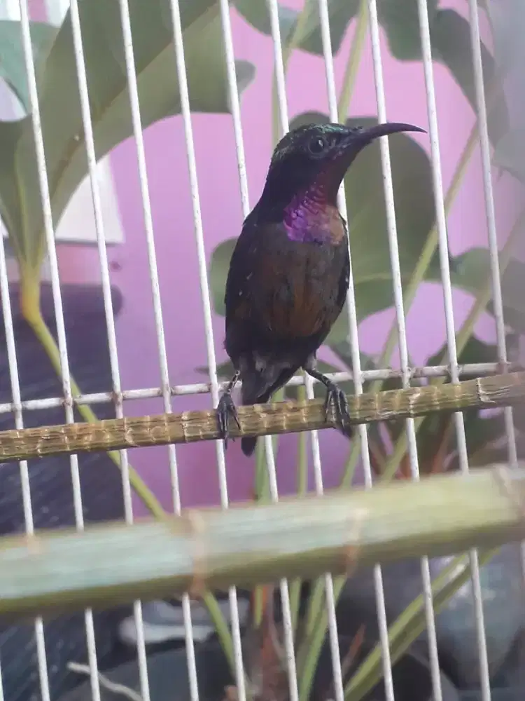 Konin Dacok Jawa Lokal Jantan di Bogor