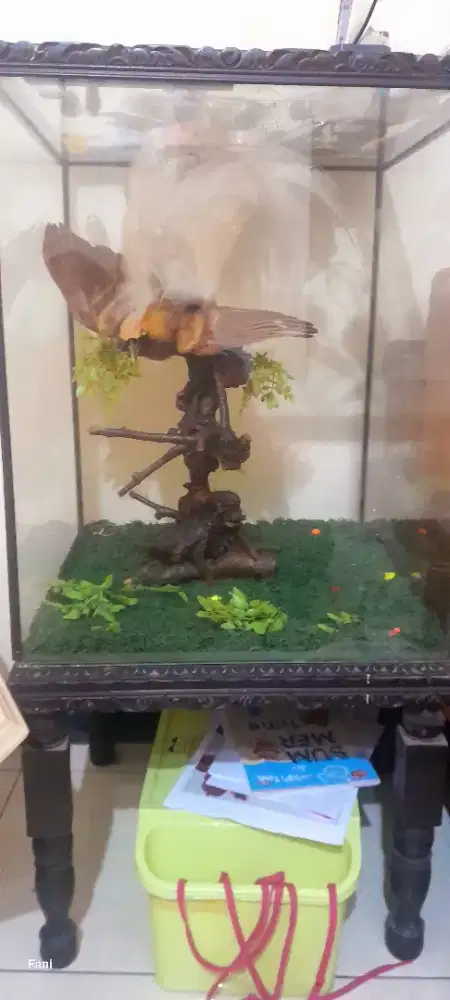 Hiasan cendrawasih dalam kotak