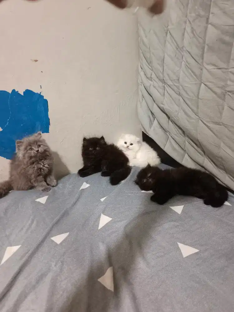 KUCING PERSIA ABU DAN HITAM LUCU