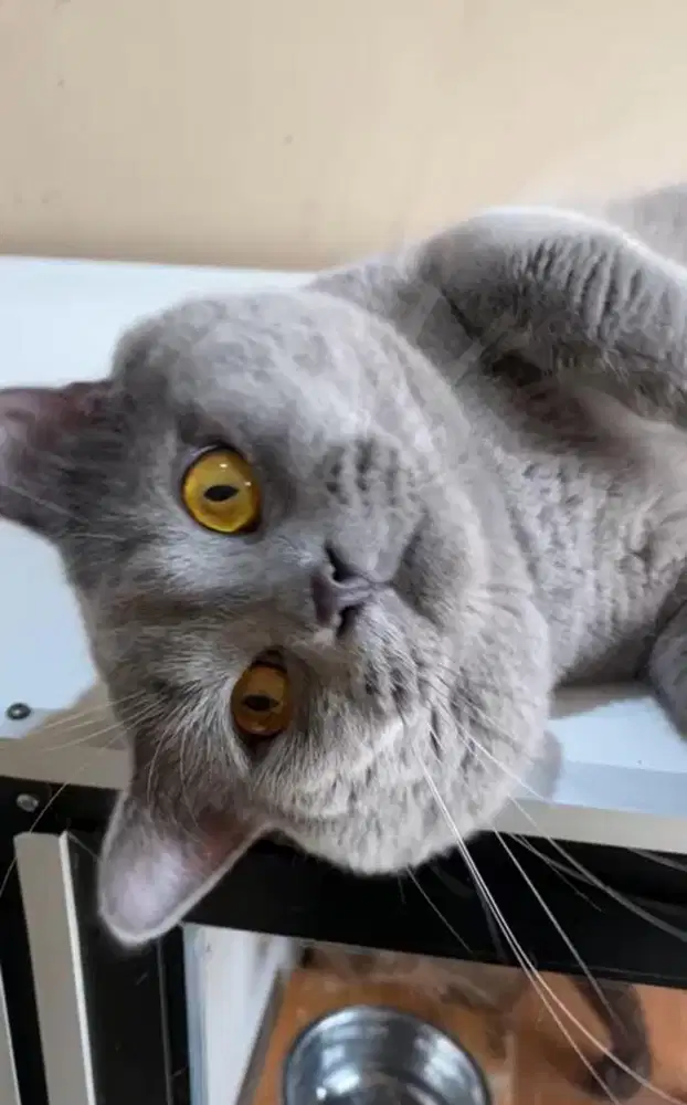 BSH Blue Solid PED WCF (Nego Santai)