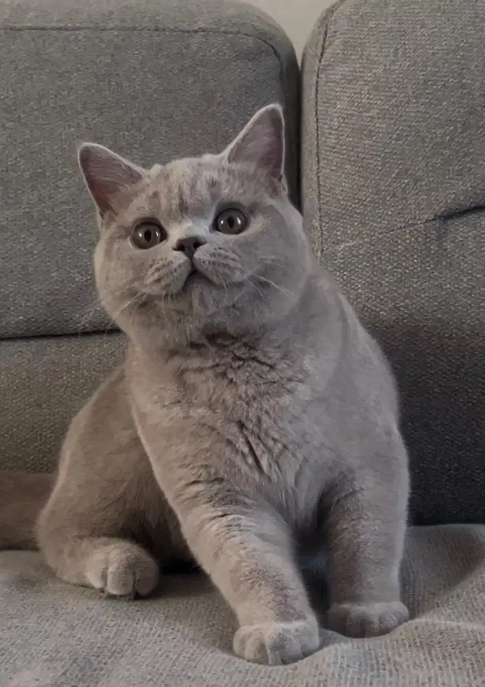 British shorthair lilac pedigree