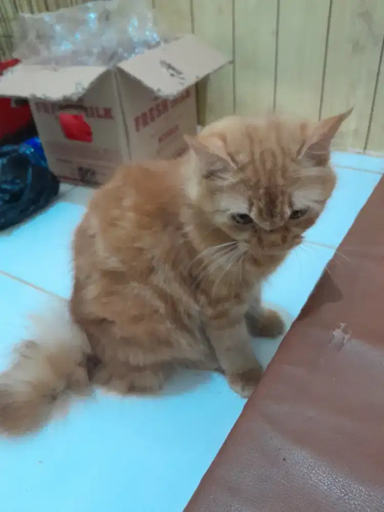 Kucing persia oren betina