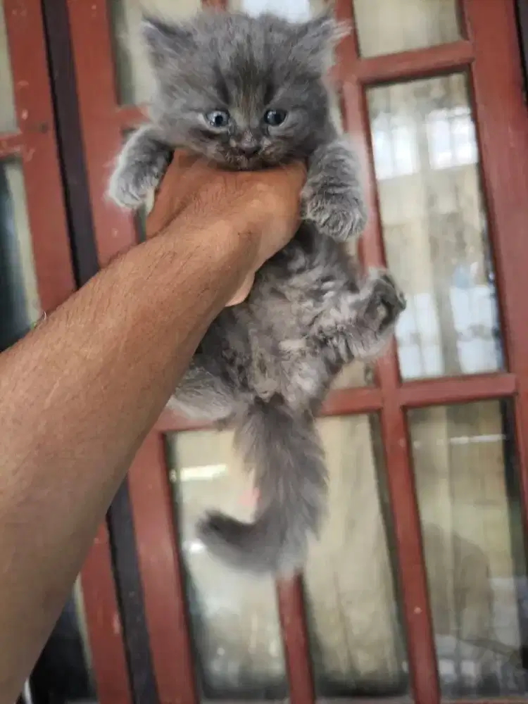 Persia sepasang 2,5 bulan