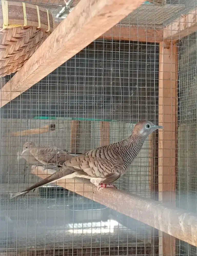 Perkutut bangkok manggung