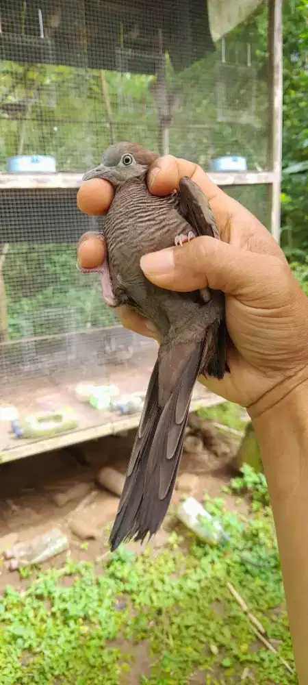 Perkutut cemani bekas pejantan