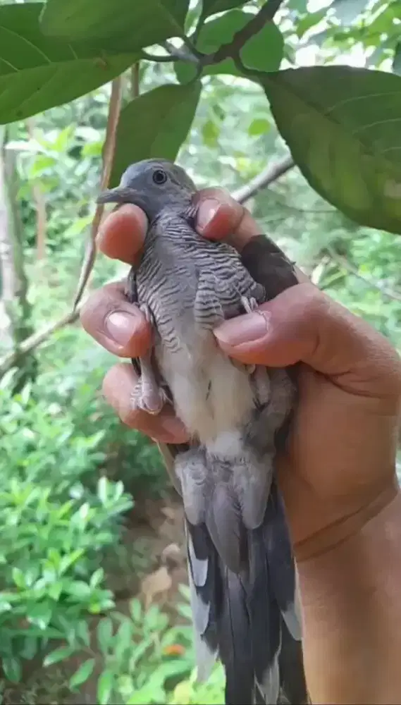 Perkutut mojopahit lokal