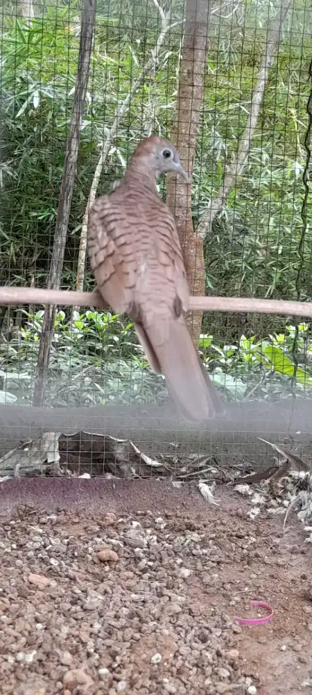 Perkutut warna mocca dewasa