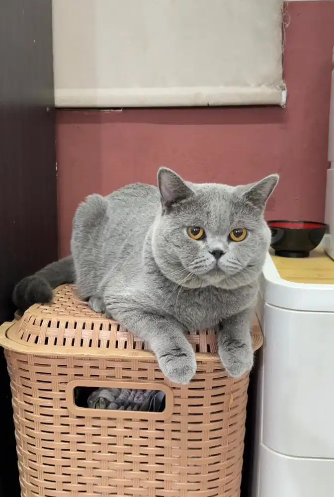 Pacak / kawin british shorthair