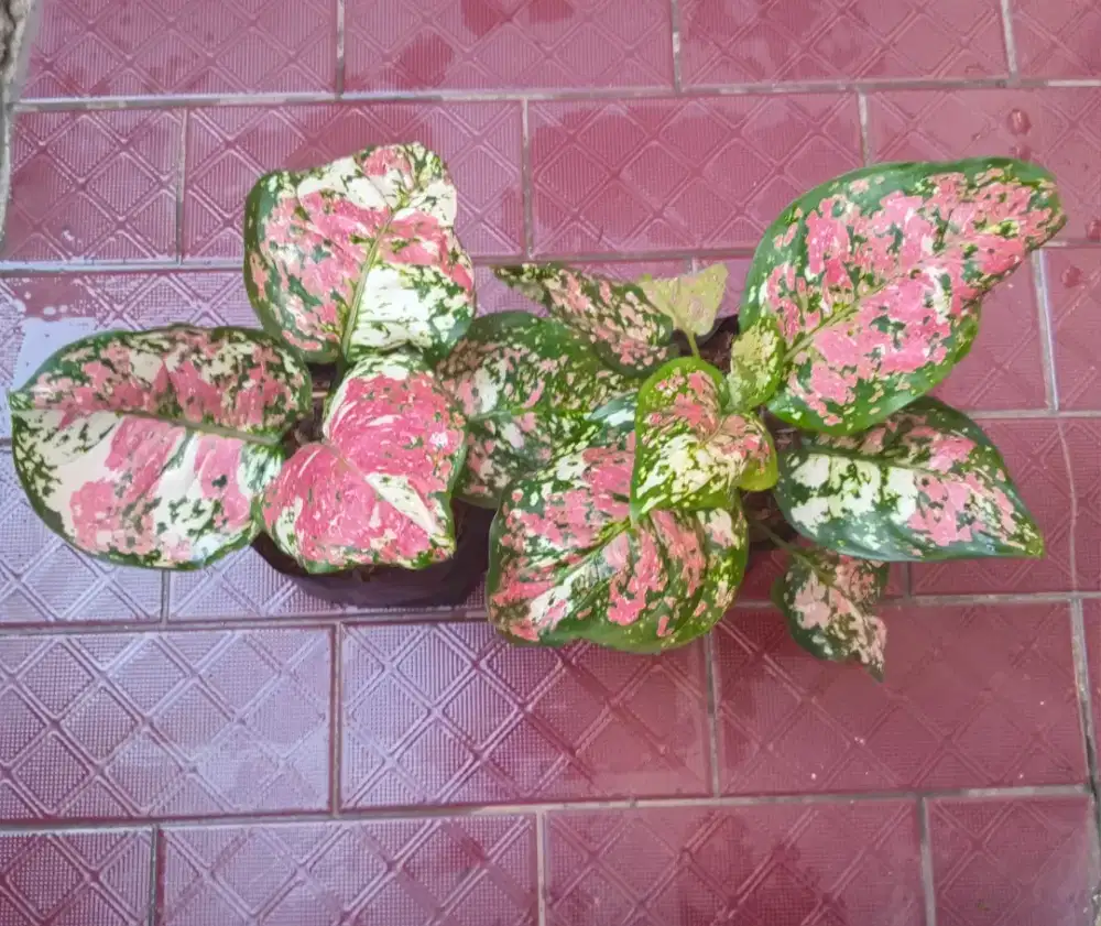Tanaman Hias Aglonema Tricolour