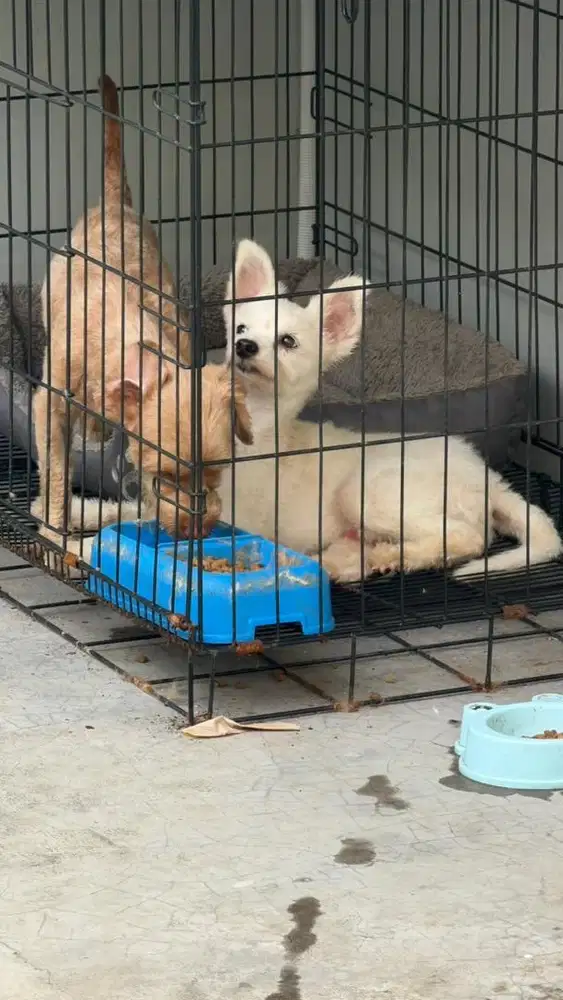 Free adop Golden ,Mini Pom  . pudle