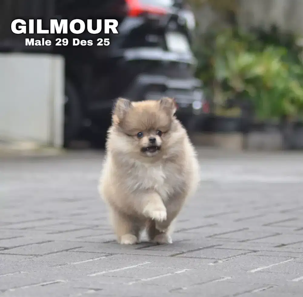 Minipom coklat jantan •GILMOUR•