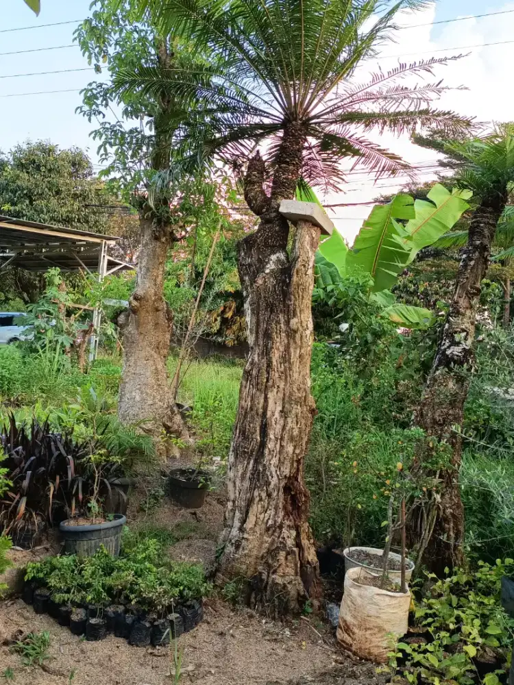 Pohon beringin varigata