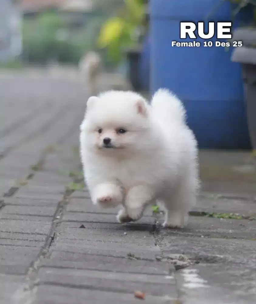 Minipom white cream betina •RUE•