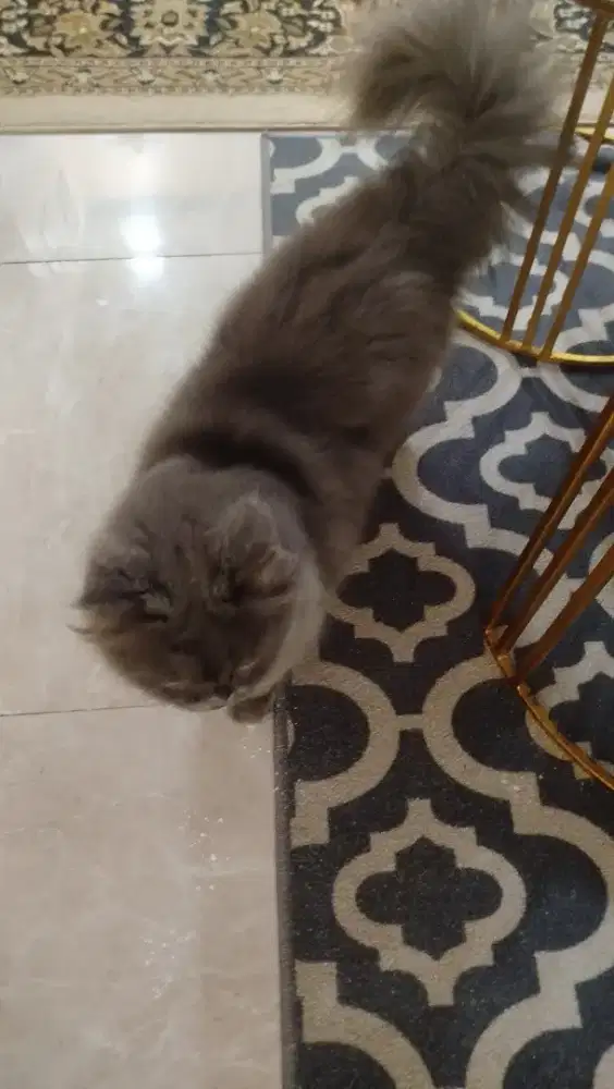 Kucing persia mata kuning