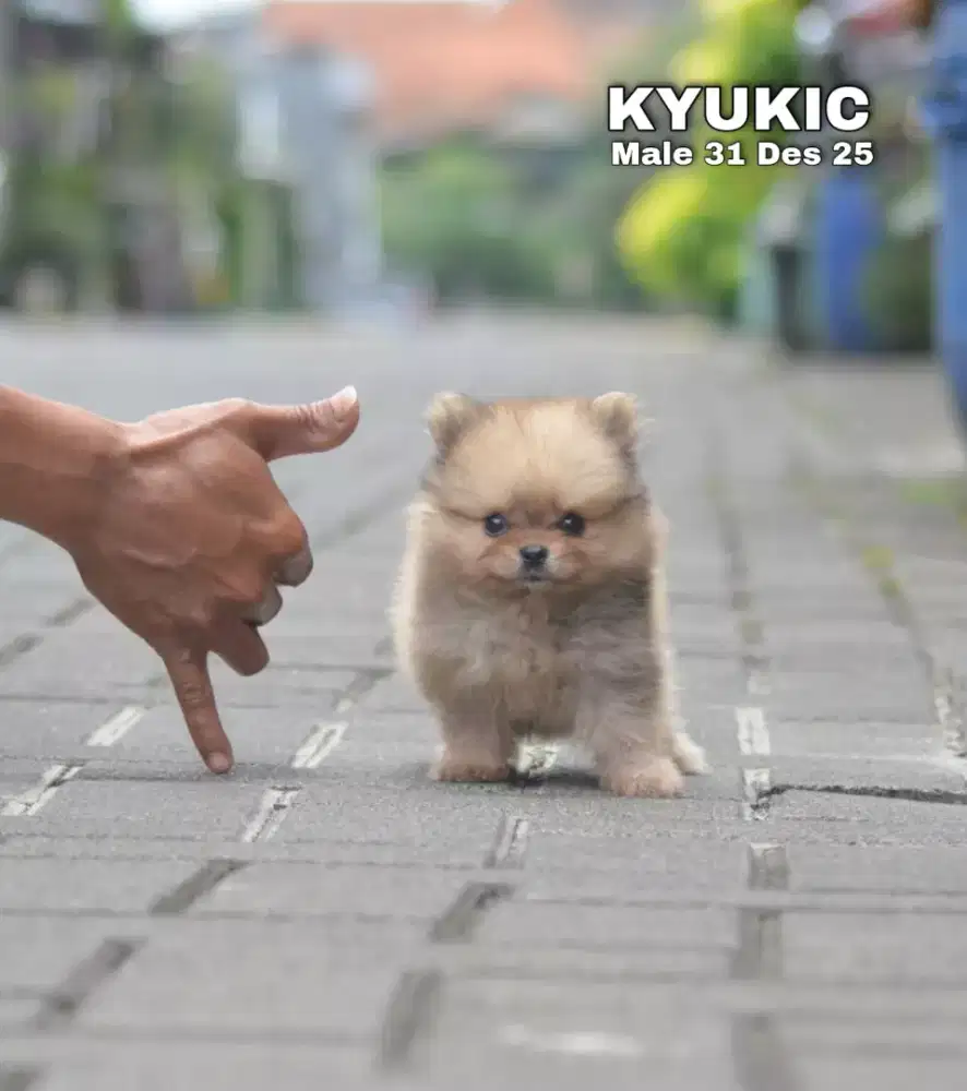 Super Minipom coklat jantan •KYUKIC•