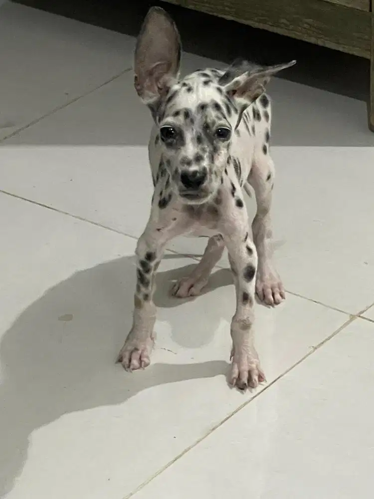 ANJING DALMATIAN