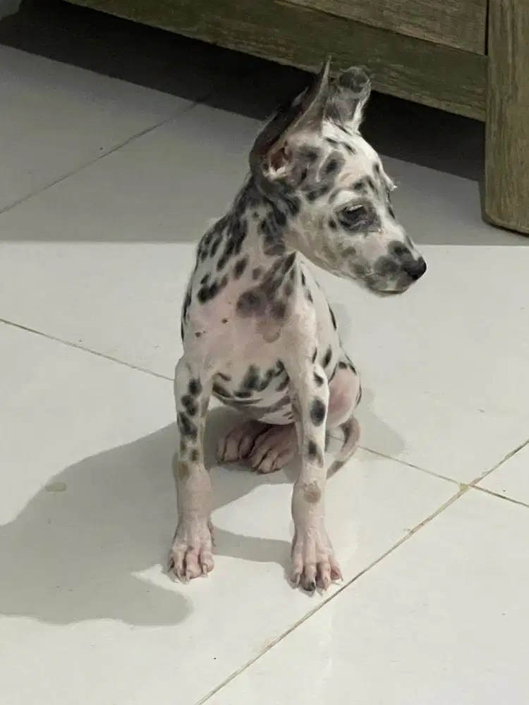 ANJING DALMATIAN