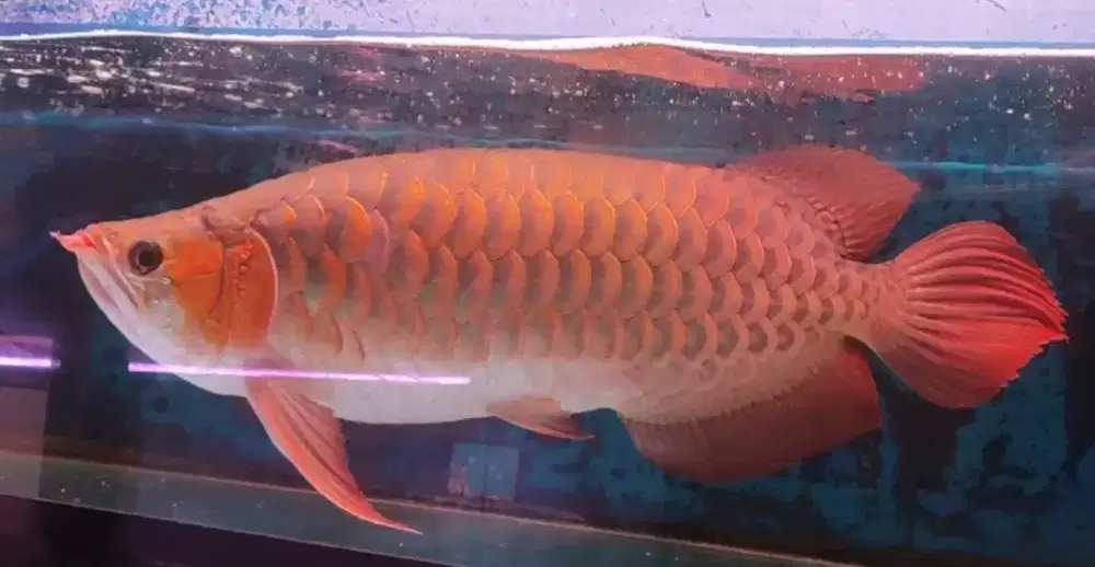 Arwana super red sumo 55cm ekor api