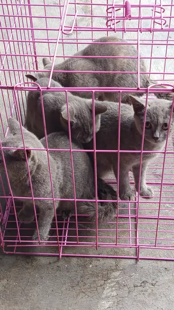 Open adop BSH betina