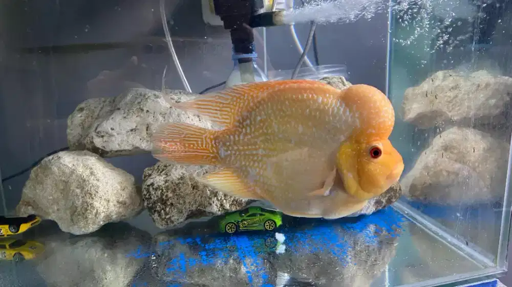 Ikan Louhan Golden Base