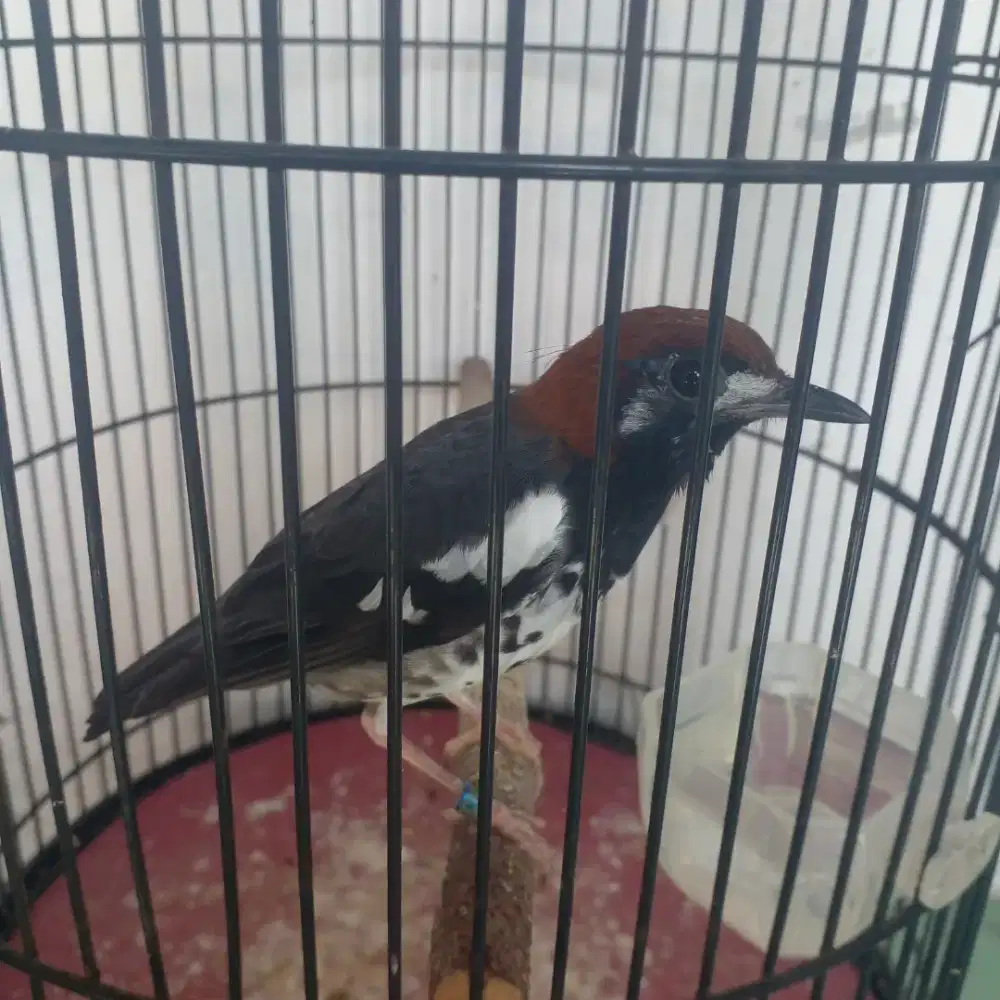 Burung Anis Kembang ngeroll
