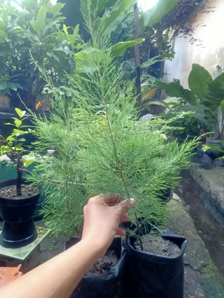 Bahan bonsai Cemara Udang