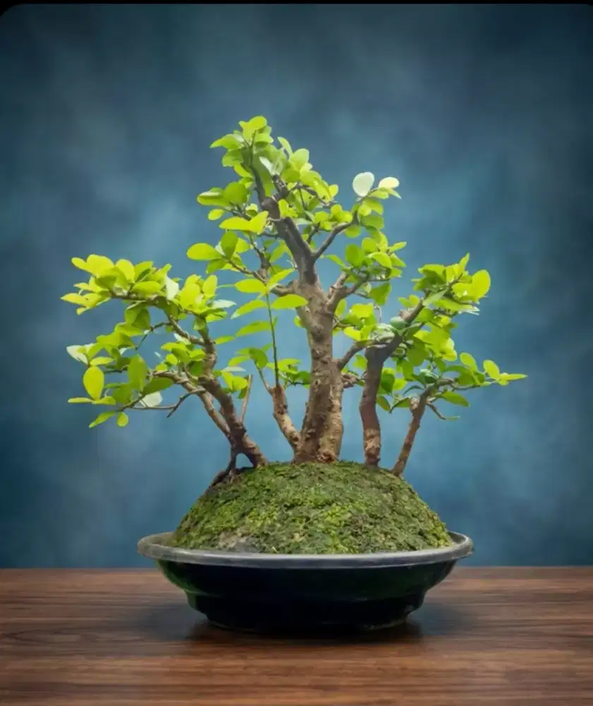 Bonsai Sianci clump style