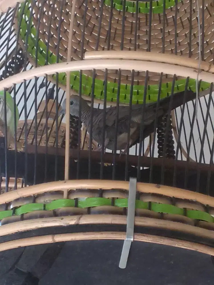 perkutut lokal cemani majapahit