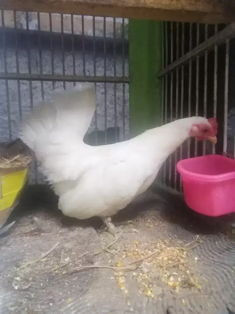 Ayam kate betina indukan putih ceper pendek