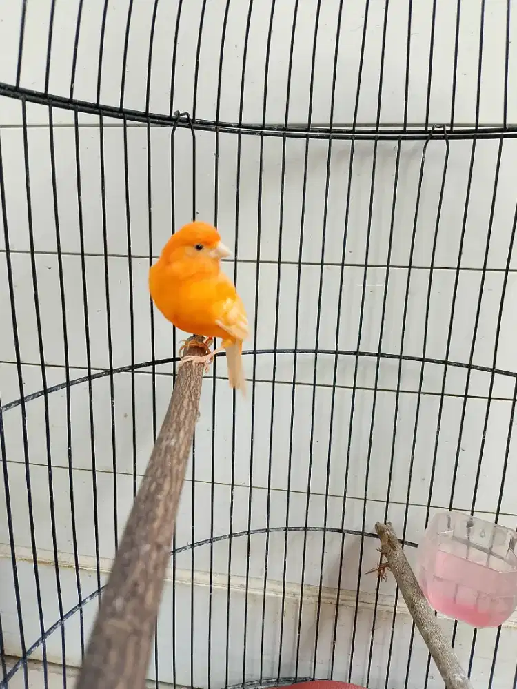 Kenari Merlok Jantan