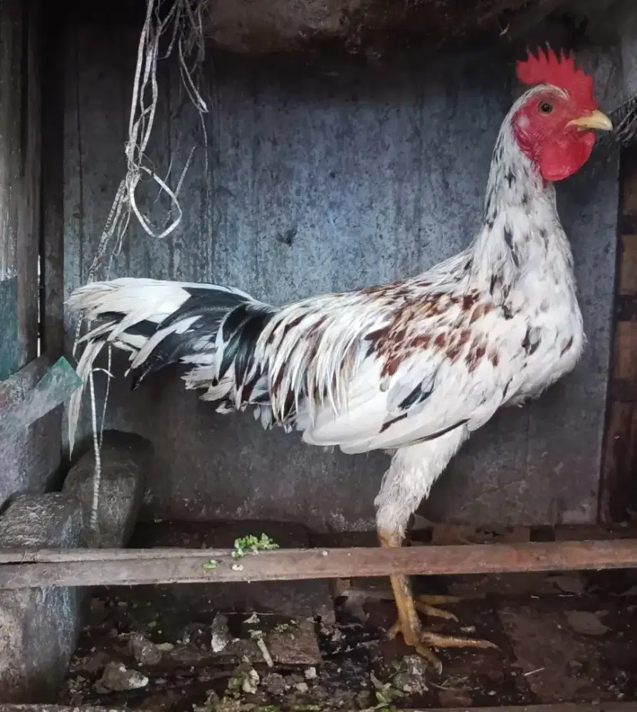 Ayam ketawa jenis disco