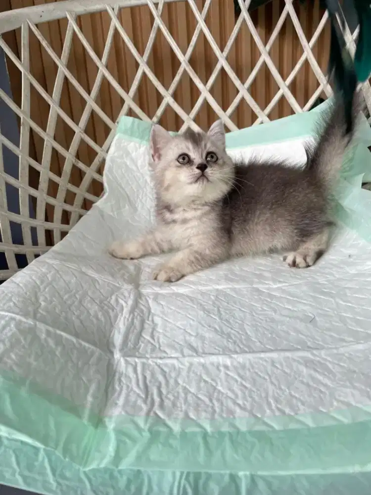 Lepas adopt ready kitten BSH nonped 2.5 bulan smoke Silver.