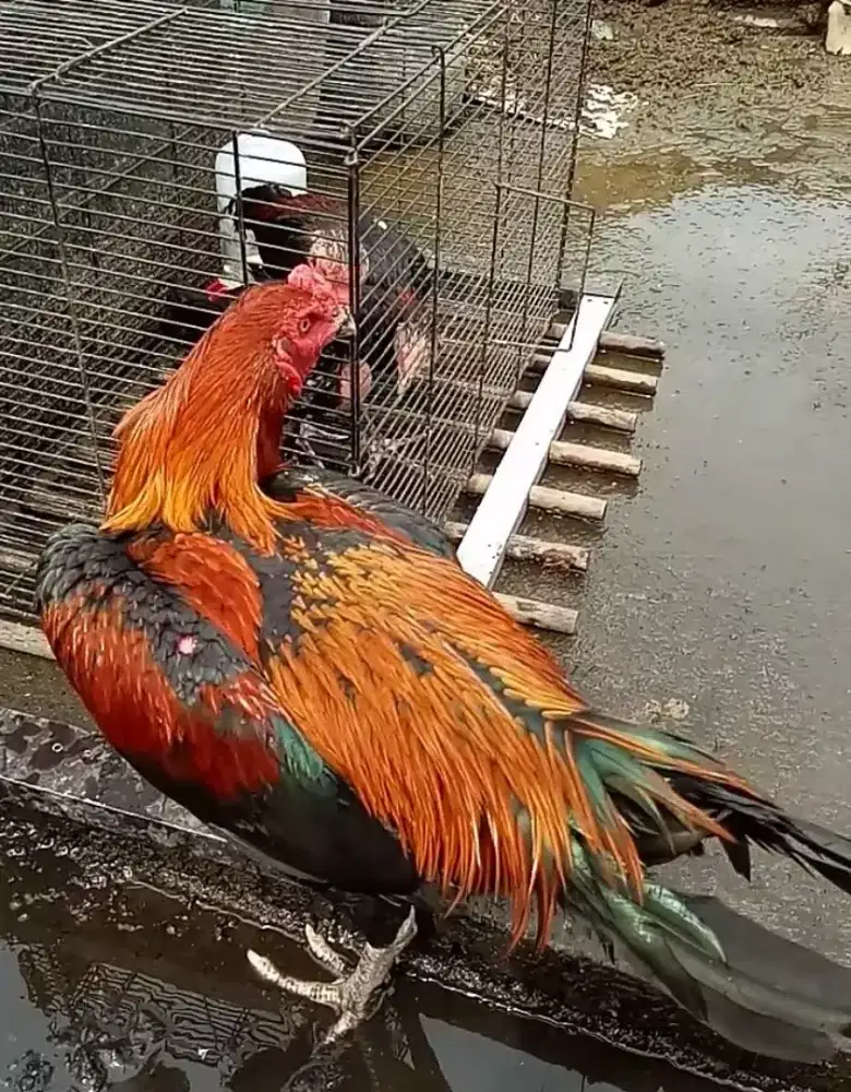 Ayam muda bk x mangon