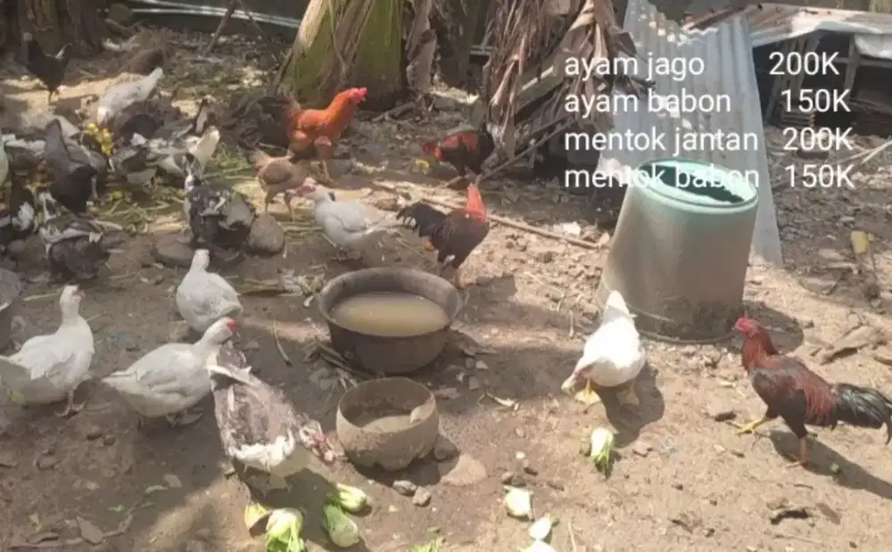 Jual mentok dan ayam kampung 150 s.d 200K nego ditempat