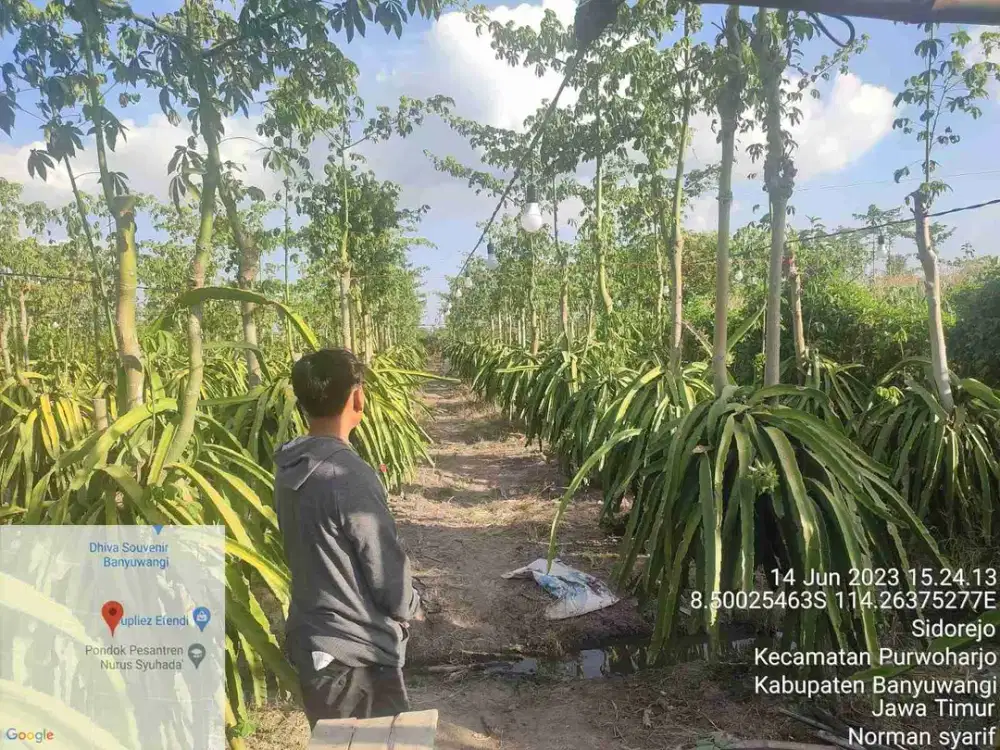 Dijual murah via lelang Tanah kebun buah naga di Sidorejo Banyuwangi