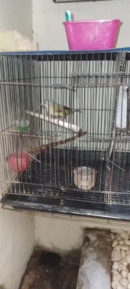 Opior rawatan dah bunyi