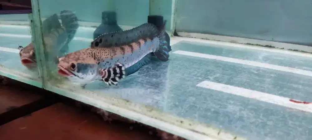 channa BP canna Blue Pulcra