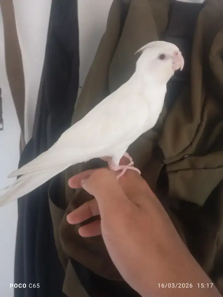 Lolohan  burung falk parkit Australia albino mm