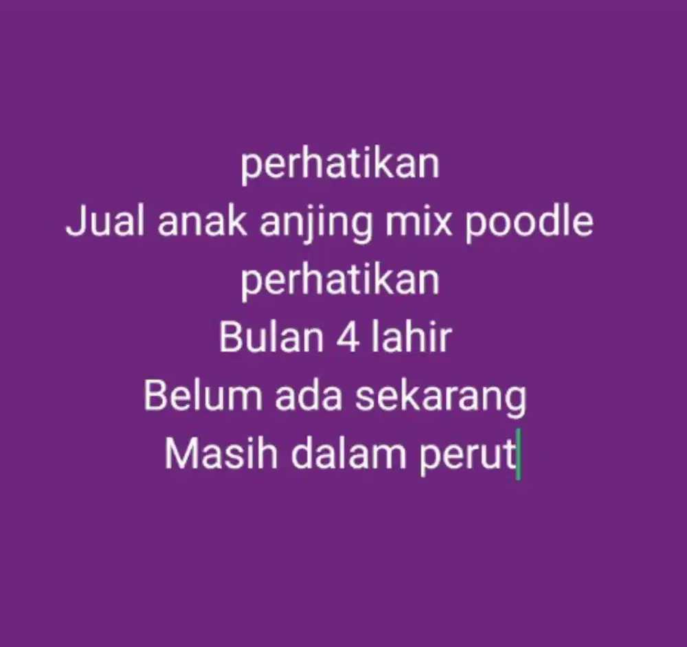 Mix poodle banyak bulu