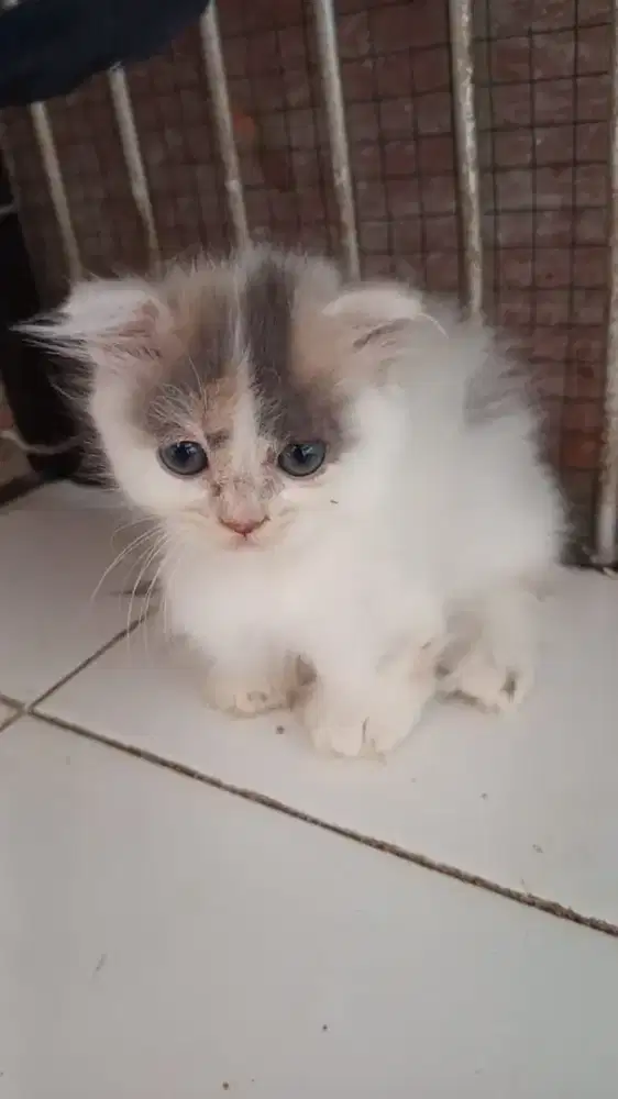 lepas adopsi British long hair munchkin