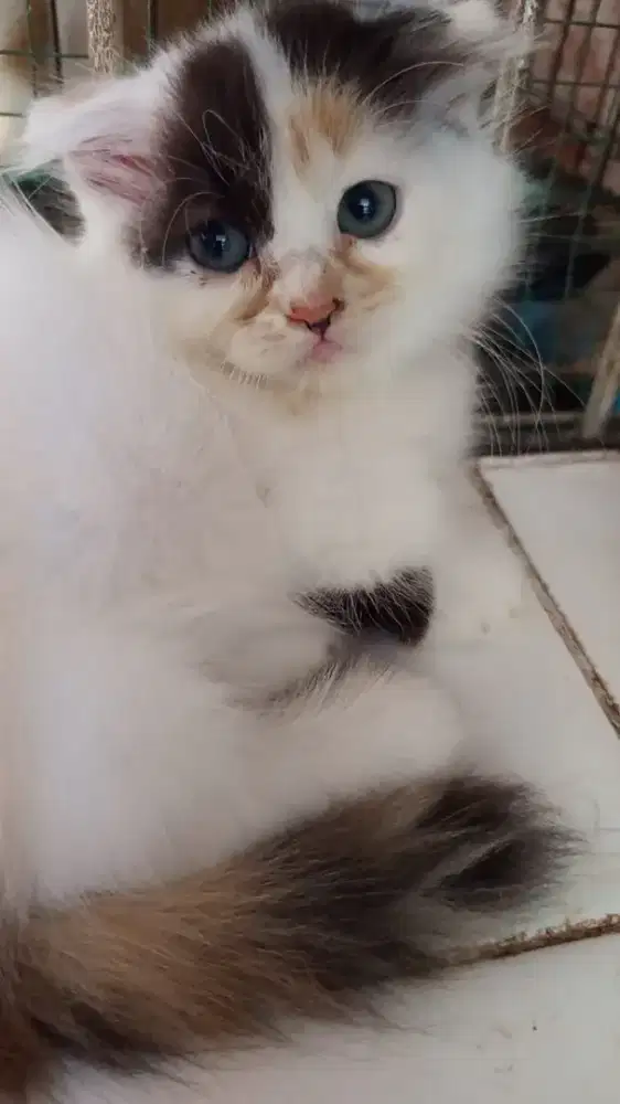 Lepas adopsi british long hair