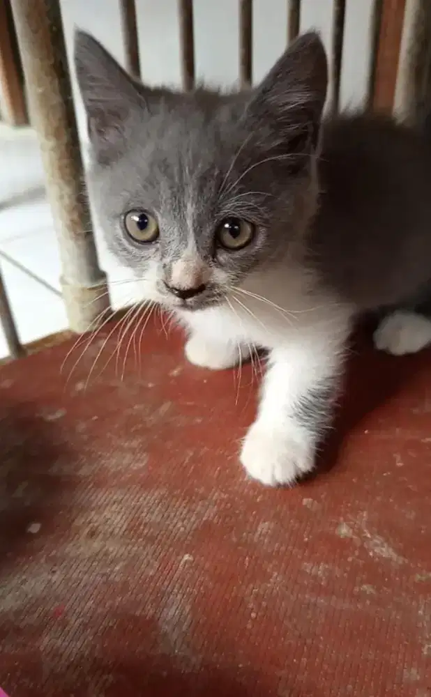 lepas adopsi bsh munchkin