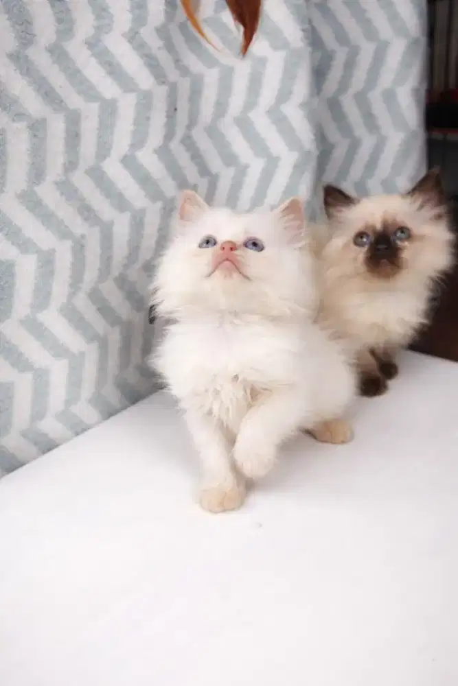 kucing kiten kitten gemoy angora anggora persia bsh