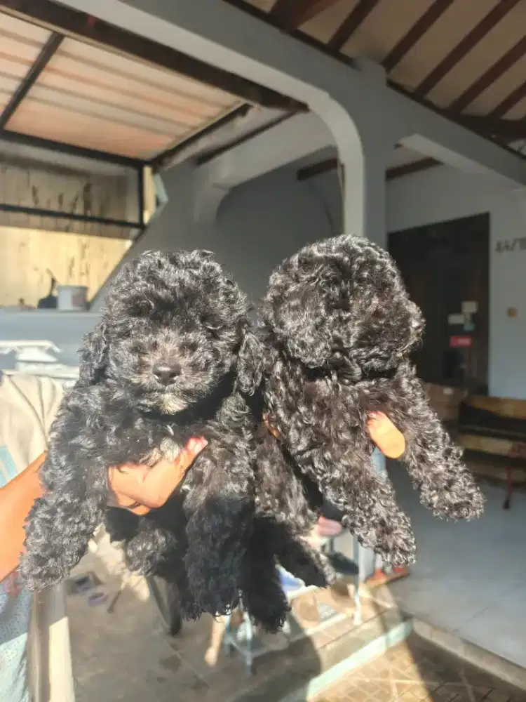 Poodle Puppies Open Adopt