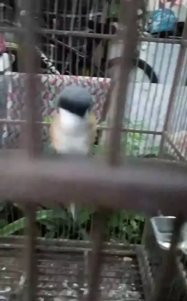 Pentet sembur - Jinak