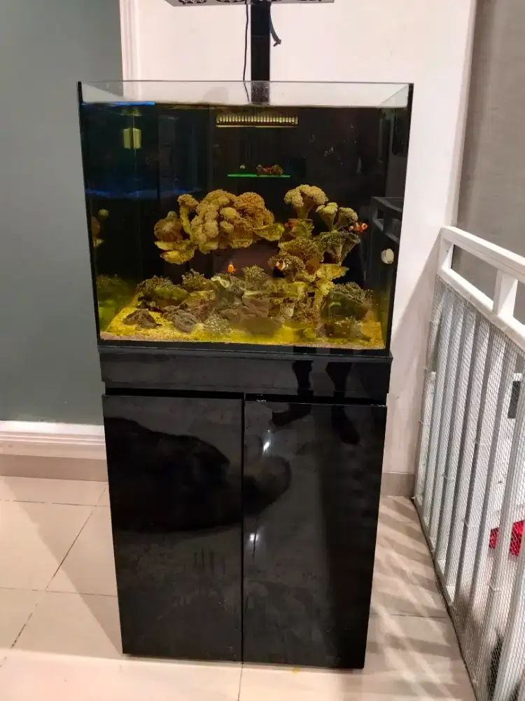 Jual aquarium air asin komplit siap pakai